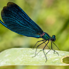 Blaufluegel Prachtlibelle -Calopteryx virgo