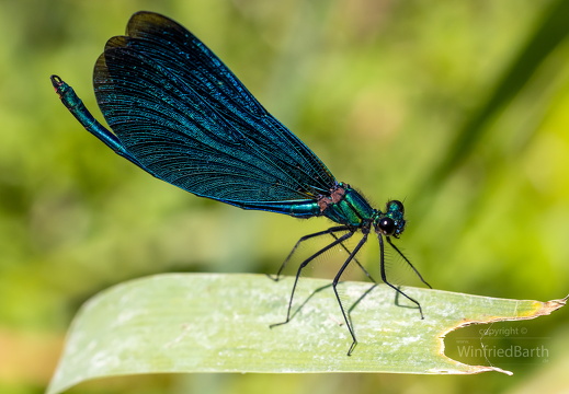 Blaufluegel Prachtlibelle -Calopteryx virgo