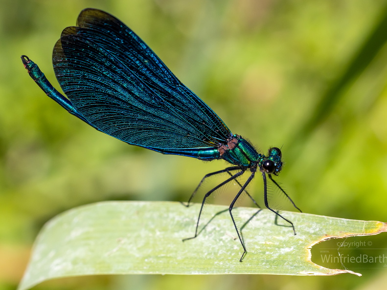 Blaufluegel Prachtlibelle -Calopteryx virgo