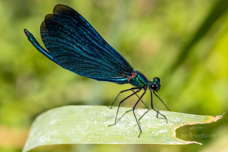 Blaufluegel_Prachtlibelle_-Calopteryx_virgo.jpg