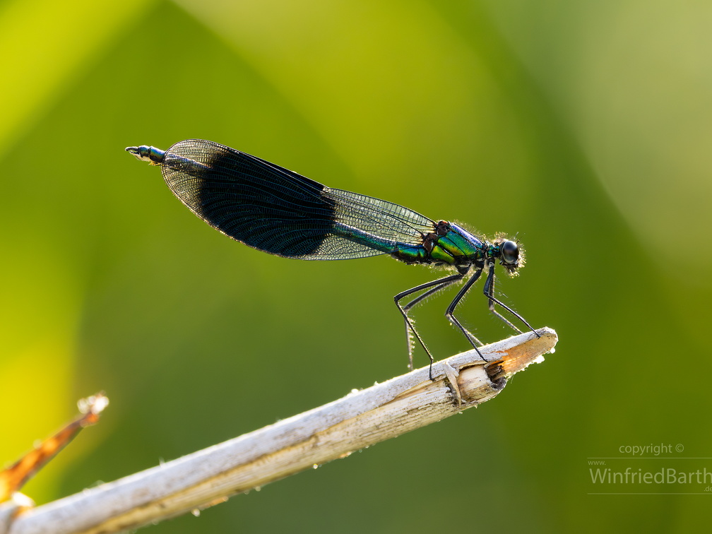 Blaufluegel Prachtlibelle -Calopteryx virgo 2