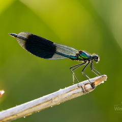 Blaufluegel Prachtlibelle -Calopteryx virgo 2