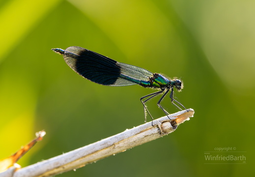 Blaufluegel Prachtlibelle -Calopteryx virgo 2