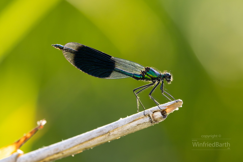 Blaufluegel_Prachtlibelle_-Calopteryx_virgo_2.jpg