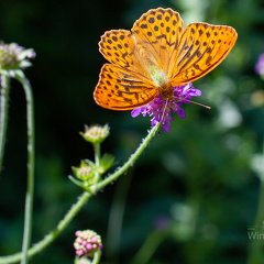 Kaisermantel -Argynnis paphia