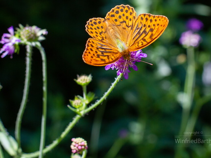 Kaisermantel -Argynnis paphia