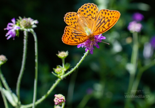 Kaisermantel -Argynnis paphia