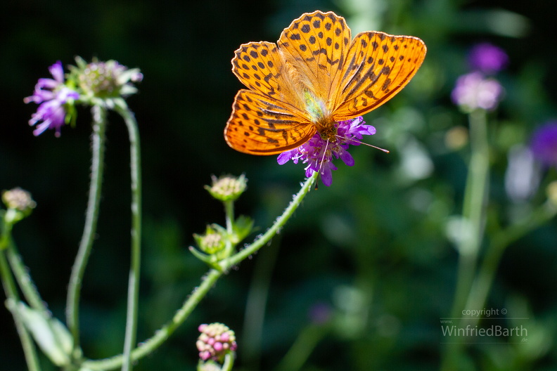 Kaisermantel_-Argynnis_paphia.jpg