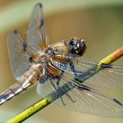 Vierfleck -Libellula quadrimaculata