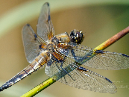 Vierfleck -Libellula quadrimaculata