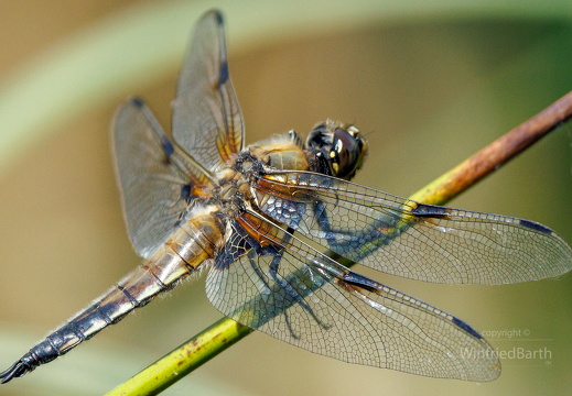 Vierfleck -Libellula quadrimaculata