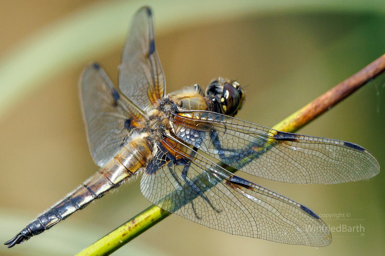 Vierfleck_-Libellula_quadrimaculata.jpg