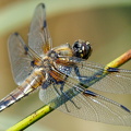 Vierfleck_-Libellula_quadrimaculata.jpg