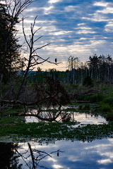 Morgenstimmung im Pfrunger-Burgweiler Ried