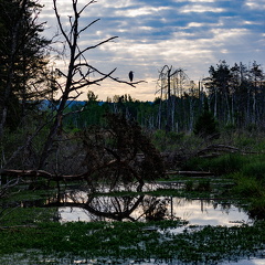 Morgenstimmung im Pfrunger-Burgweiler Ried