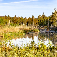 Pfrunger-Burgweiler Ried