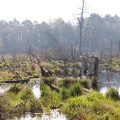 Prunger_Ried_01.jpg