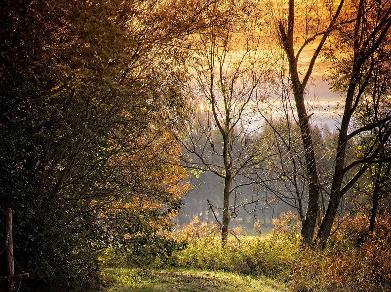 Sonnenaufgang -Erlebniswanderweg Altshauser Weiher -HDR-Bild