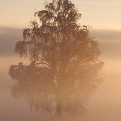 stark aufkommender Morgennebel bei Sonnenaufgang