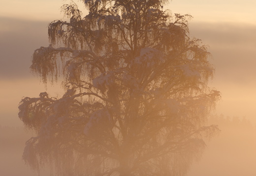 stark aufkommender Morgennebel bei Sonnenaufgang