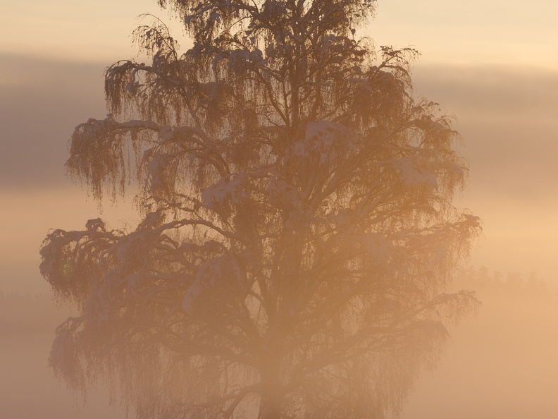 stark aufkommender Morgennebel bei Sonnenaufgang