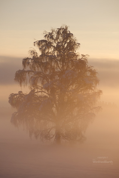 stark_aufkommender_Morgennebel_bei_Sonnenaufgang.jpg