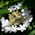 Gewoehnlicher Schneeball -Viburnum opulus