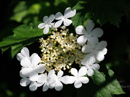 Gewoehnlicher Schneeball -Viburnum opulus