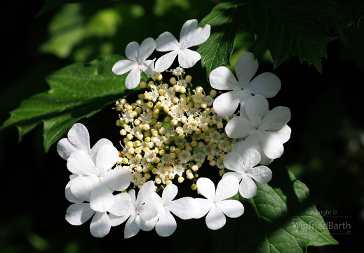 Gewoehnlicher Schneeball -Viburnum opulus