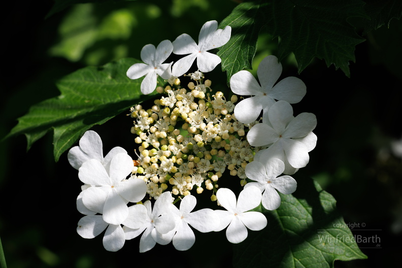 Gewoehnlicher_Schneeball_-Viburnum_opulus.jpg