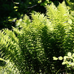 Wald-Frauenfarn Athyrium filix-femina