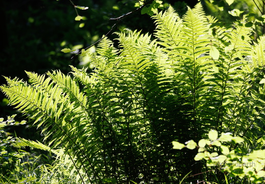 Wald-Frauenfarn Athyrium filix-femina