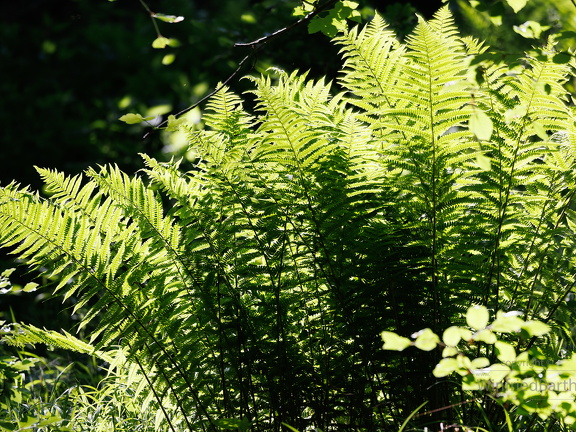 Wald-Frauenfarn Athyrium filix-femina