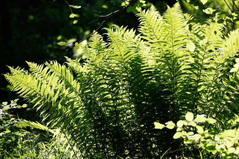 Wald-Frauenfarn_Athyrium_filix-femina.jpg