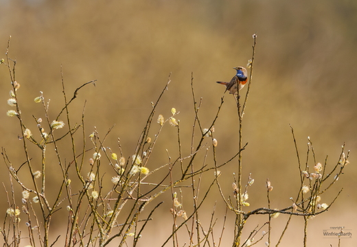 Blaukehlchen
