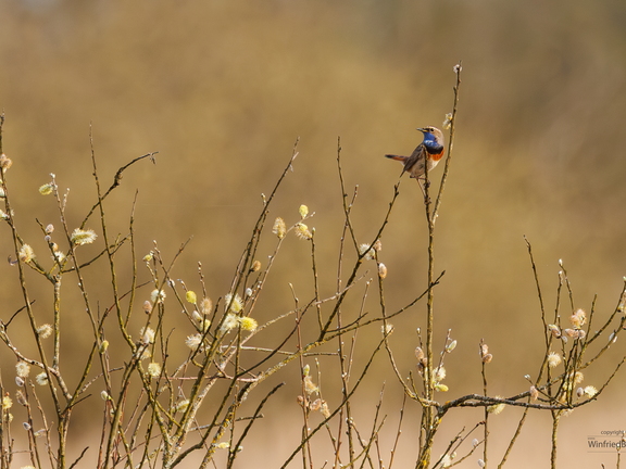 Blaukehlchen