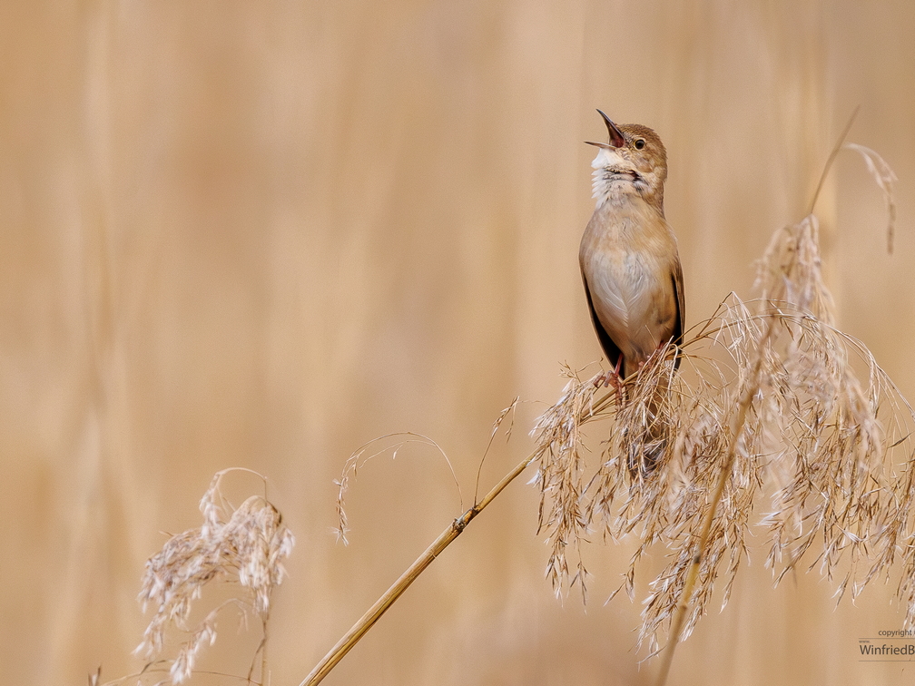 Teichrohrsänger (Acrocephalus scirpaceus)