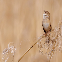 Teichrohrsänger (Acrocephalus scirpaceus)