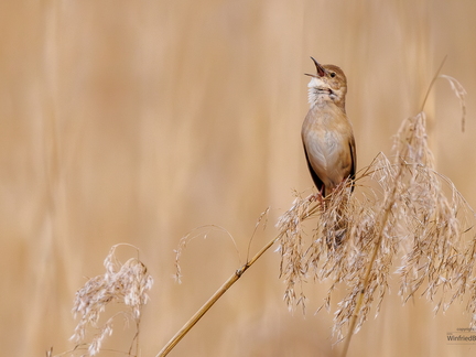 Teichrohrsänger (Acrocephalus scirpaceus)