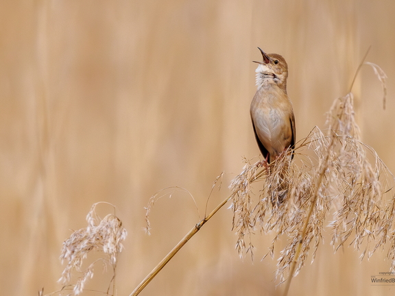 Teichrohrsänger (Acrocephalus scirpaceus)
