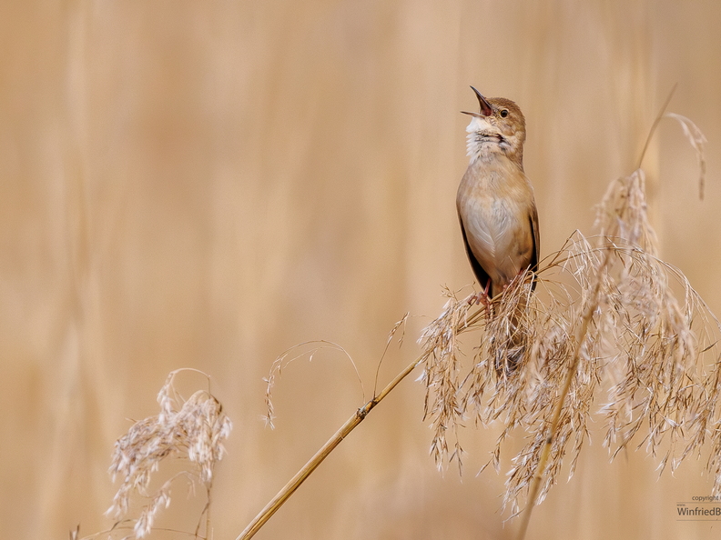 Teichrohrsänger (Acrocephalus scirpaceus)
