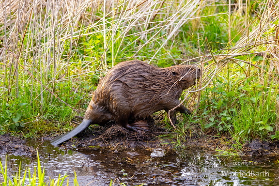 Biber im Pfrunger-Burgweiler Ried
