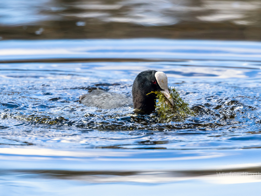 Blaesshuhn Fulica beim auftauchen