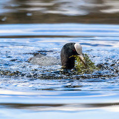 Blaesshuhn Fulica beim auftauchen