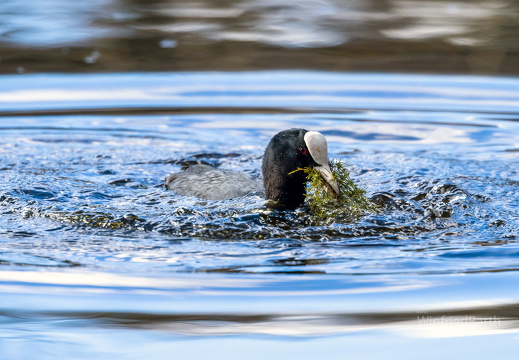 Blaesshuhn Fulica beim auftauchen