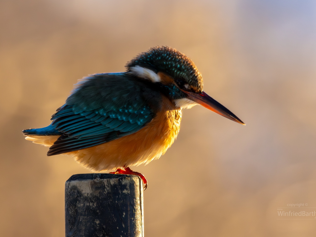 Eisvogel