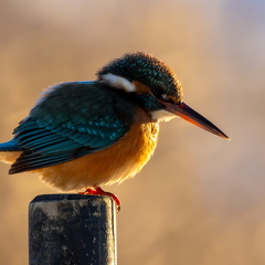 Eisvogel