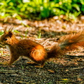 Eurasisches Eichhoernchen -Sciurus vulgaris