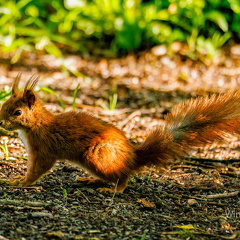 Eurasisches Eichhoernchen -Sciurus vulgaris