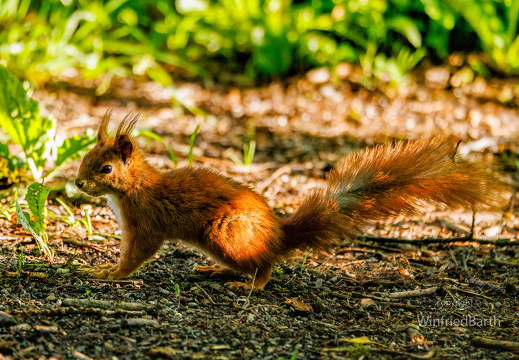 Eurasisches Eichhoernchen -Sciurus vulgaris